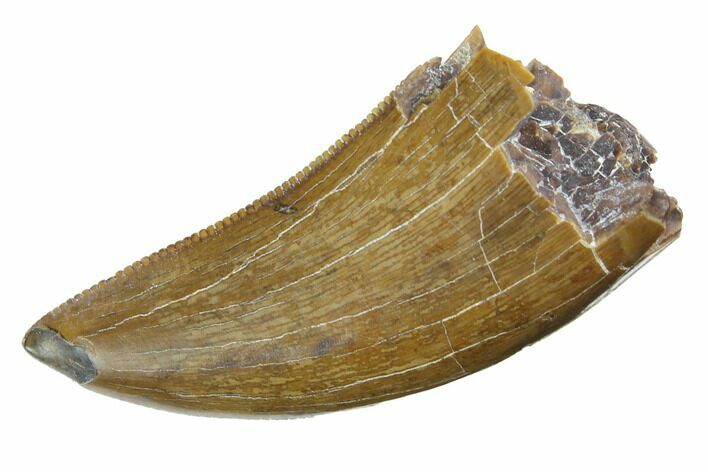 Serrated Tyrannosaur Tooth - Judith River Formation #150772